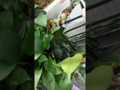 сверхблестящая черная порошковая краска