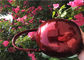 Порошок Яблока конфеты красный металлический покрывая высокопрочную коррозионную устойчивость